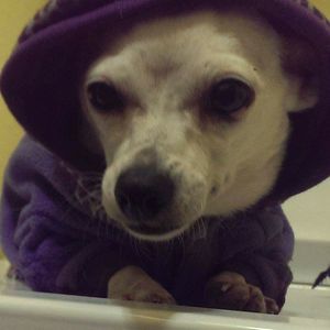 Meet your Posher, Abby